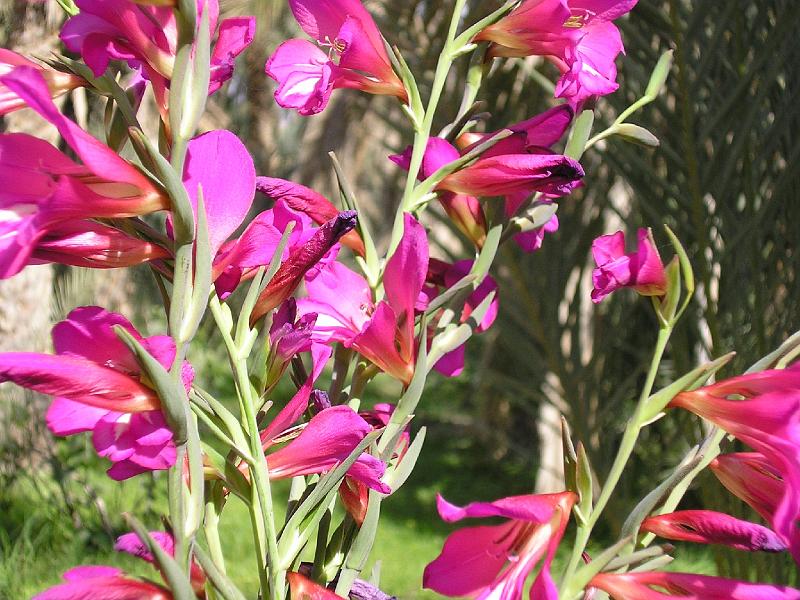 161 TOZEUR fleurs offertes.JPG